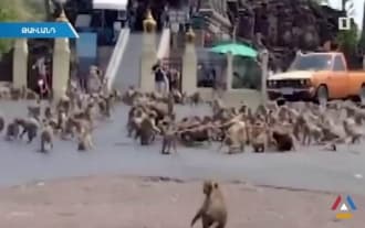 The coronavirus has changed the lives of wild animals The coronavirus has changed the lives of wild animals