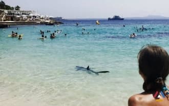 Отдыхающие в Турции отбились от акулы шваброй: Видео